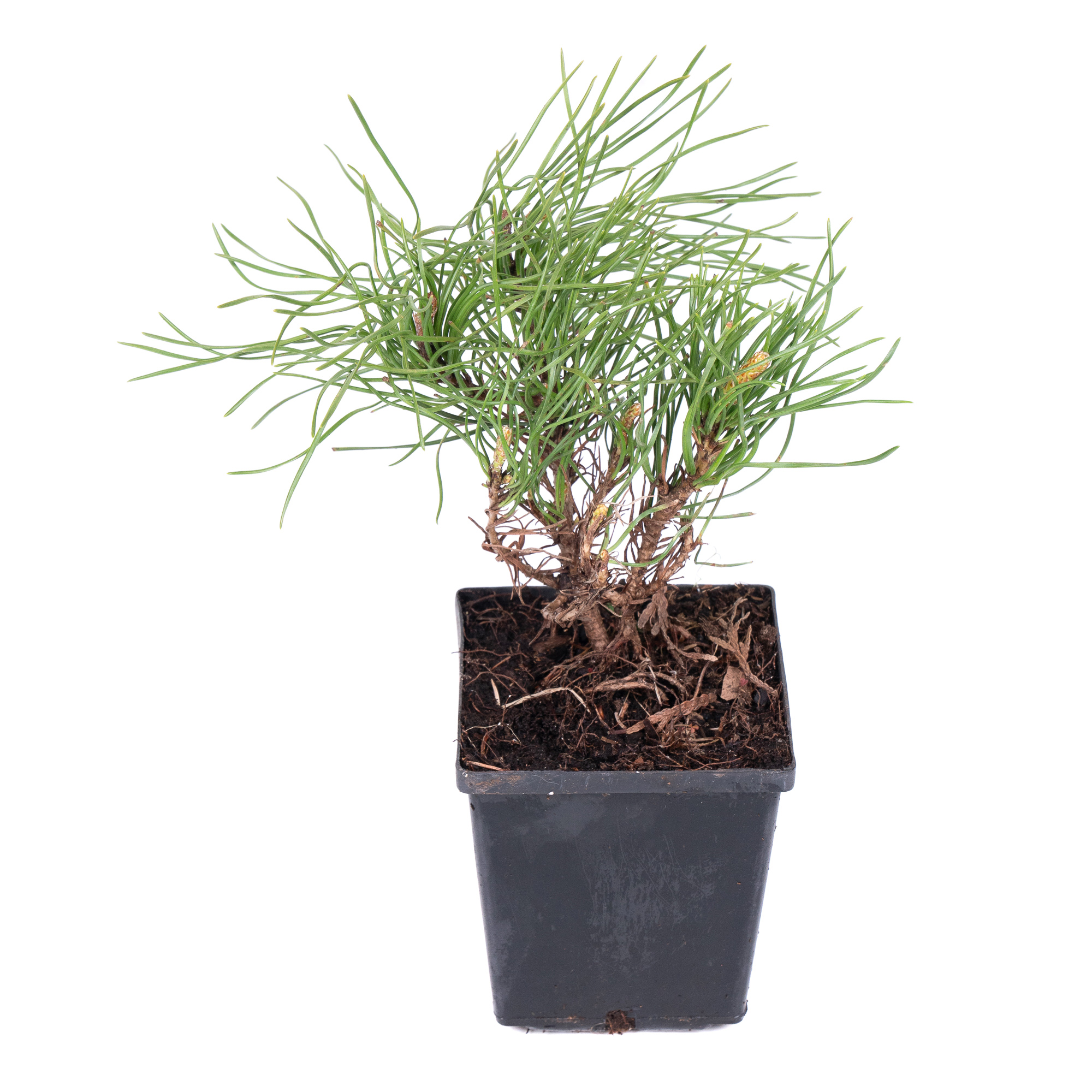 Сосна горная Мугус